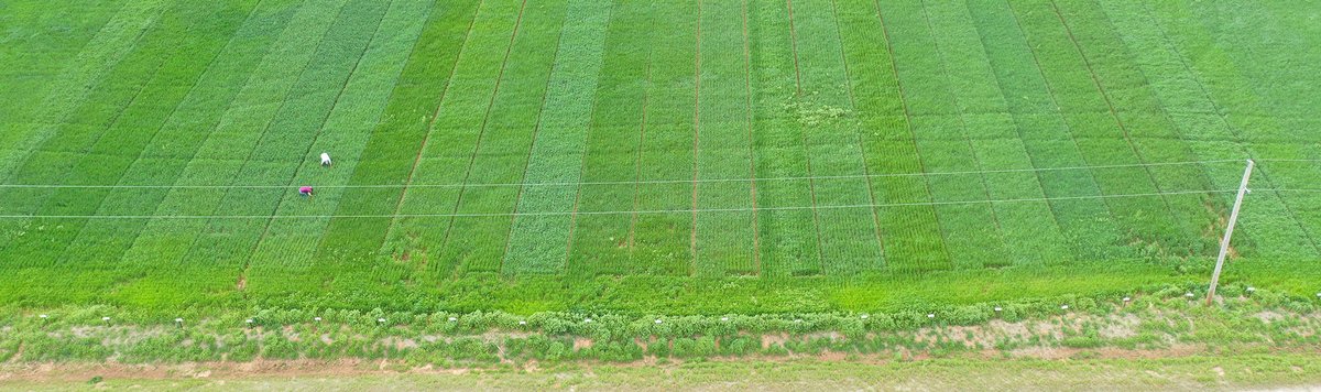 Join Progressive Ag Coop and Kauffman Seeds for our wheat field day on Wednesday, May 12th at 10:30am.  More information can be found on our website: proagcoop.com