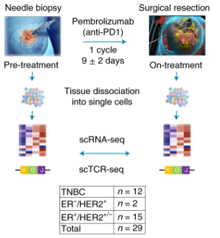 NatureMedicine's tweet photo. Transcriptomic and proteomic profiling of #breastcancer biopsies identifies baseline features of the tumor immune microenvironment associated with T cell clonal expansion following neoadjuvant anti-PD-1 treatment.

https://t.co/pSPnK2doR4 #THPT21 @LambrechtsDlab @vib_ccb https://t.co/klsLJ9QZo9