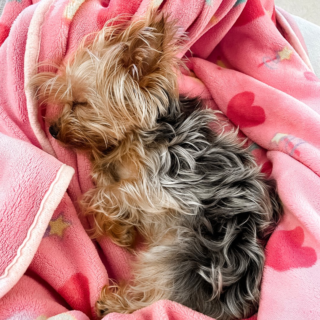 simonejtyner's tweet photo. Is there anything cuter than sleepy Luna? 

#dog #dogmom #dogsofinstagram #love #cute #dogstagram #instadog #doglover #dogoftheday #pet #puppiesofinstagram #puppylove #petstagram #ilovemydog #lifestyleblogger #momblogger #momlife #motivation #inspiration #community #support https://t.co/Y8DbUxL05C