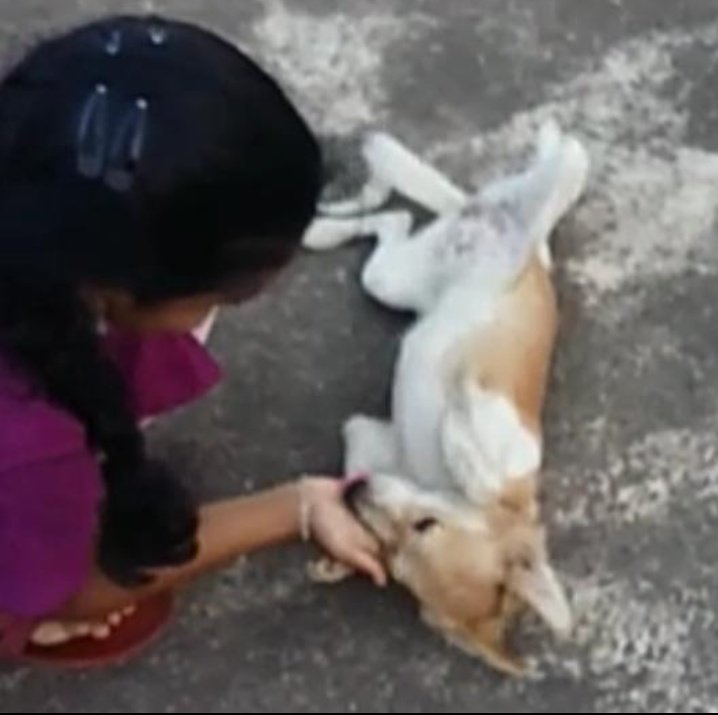 Jyo4Sam's tweet photo. I am pretty much connected with pets rather than humans π
@Samanthaprabhu2 π #HashAkkineni https://t.co/Stv4COsldE
