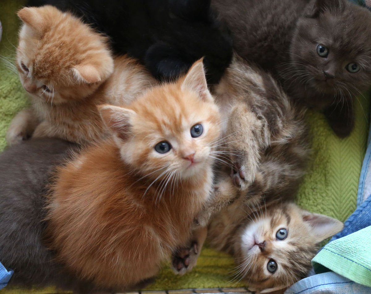 к чему снятся котята много. несколько котов. милые котики картинки. видеть во сне котят маленьких много. кошка это порода что это питомец.