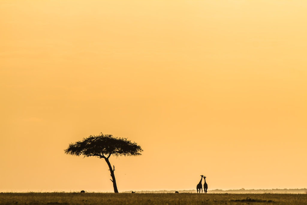 Explore the plains of East Africa with our Photographer of the Month for May, <a href="/StuartButler2/">Stuart Butler</a>: bit.ly/3e6WxwI