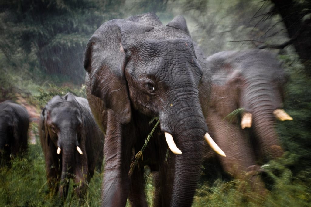 BradtGuides's tweet image. Explore the plains of East Africa with our Photographer of the Month for May, @StuartButler2: bit.ly/3e6WxwI