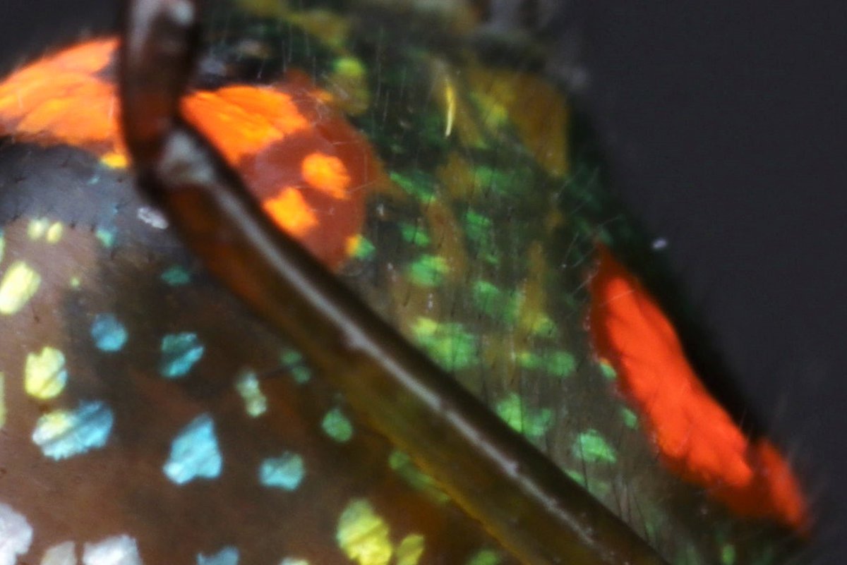 Ross Piper tweet media