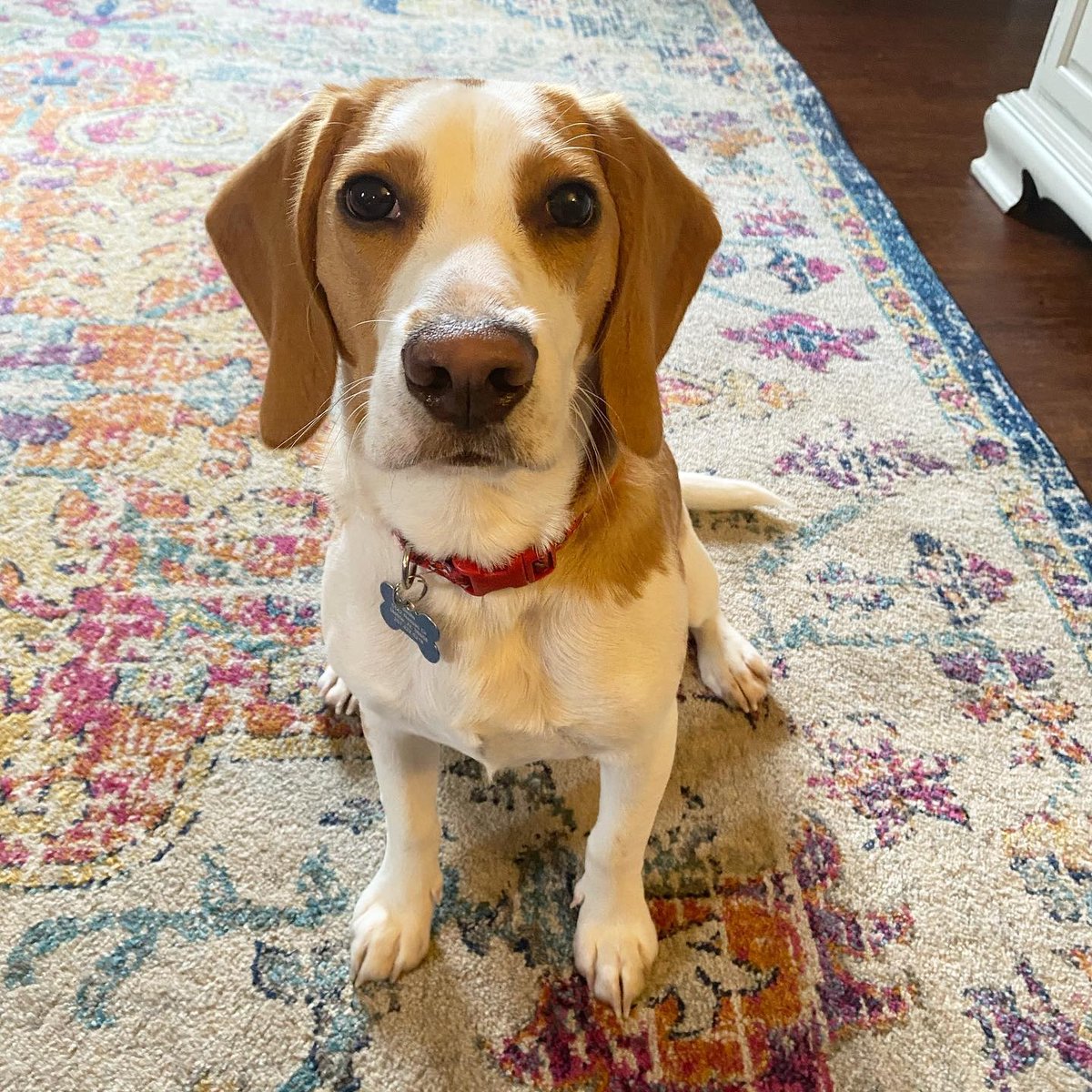 HappyHowiesInc's tweet photo. Happy Howie's happy dog of the week!⠀
Lucky! #mobile_dog_training #rewardbaseddogtraining #dogtrainer #positivereinforcementdogtraining #clickertrainingfordogs #dogtraining
( #📷 @mobile_dog_training )
⠀
#tbt #throwbackthursday #happyhowies https://t.co/ybQyDIOHcb