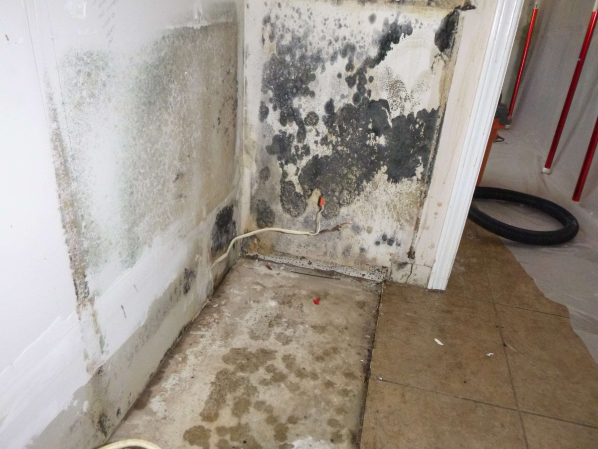 A leaking pipe led to mold growth in the kitchen space. We have the PPE, mold removal tools, and expertise to make this a safe environment again. #mold #molddamage #moldremoval #moldremovalcompany #moldremediation #moldremediationcompany