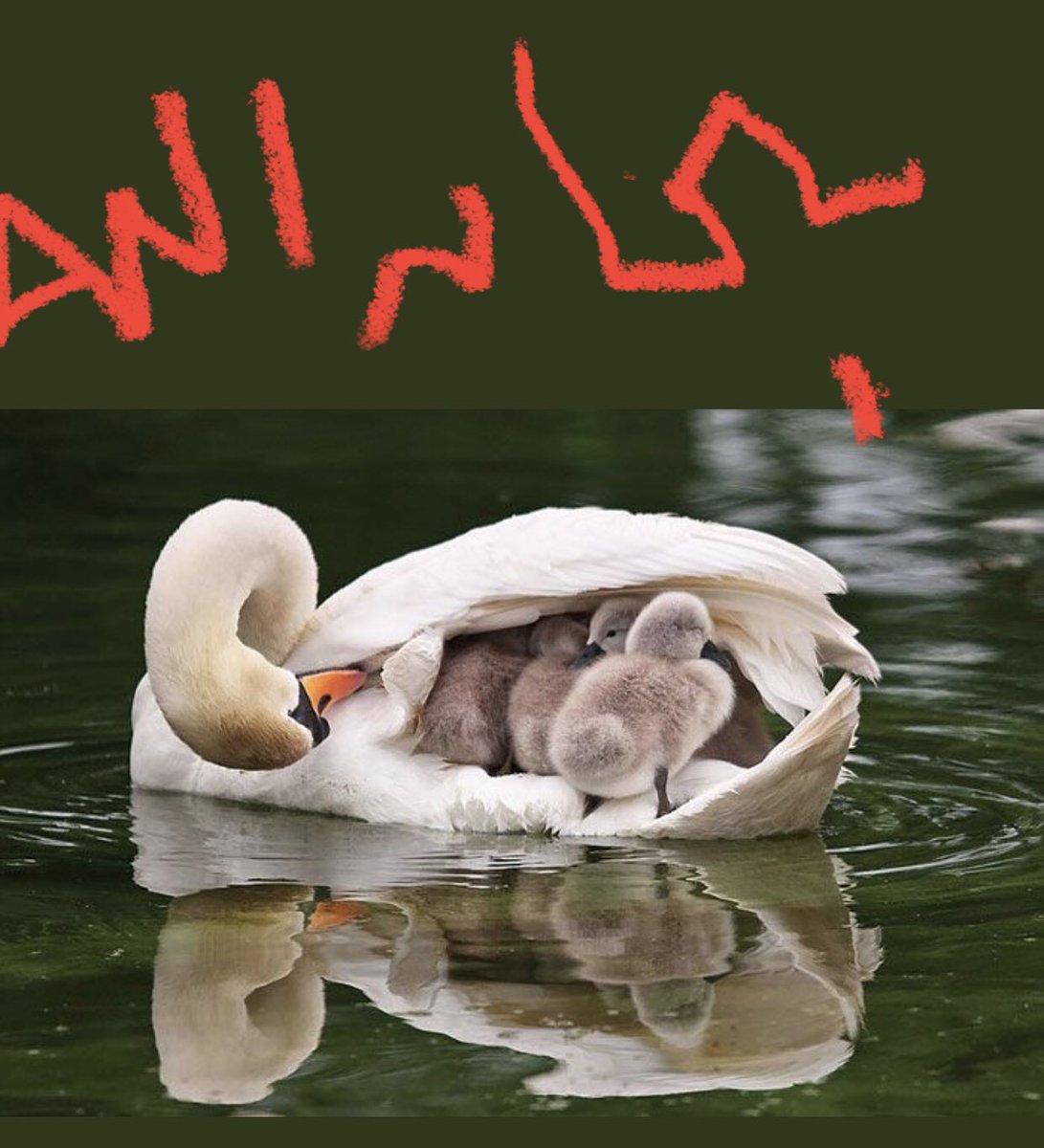 الام هي كل شيء حتي في جميع المخلوقات