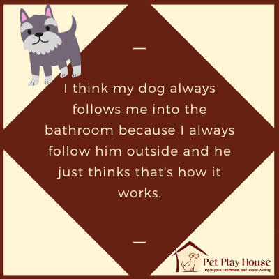 Pet Play House on X: I think my dog always follows me into the bathroom  because I always follow him outside and he just thinks that's how it works.  #petplayhouse #dogjokes #sotrue #