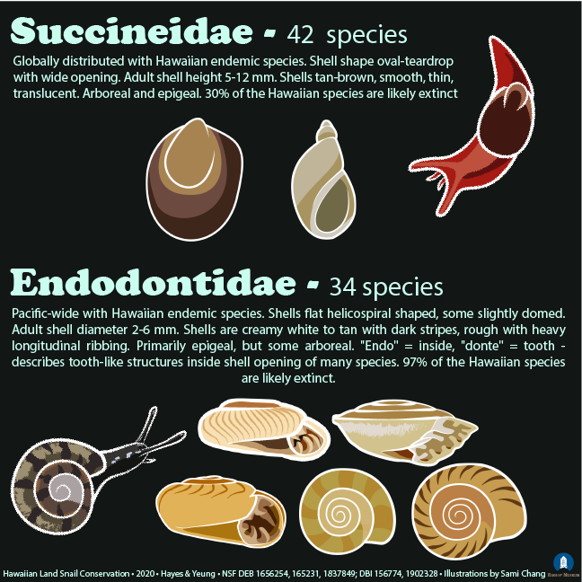 PacificSnail's tweet photo. Hawaii has MANY kinds of snails - you've just got to keep your eyes open for them 👀 Today's post goes over the rest of the 13 families of found on our islands. https://t.co/mk3mIo4e8E
