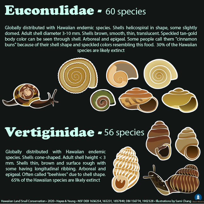 PacificSnail's tweet photo. Hawaii has MANY kinds of snails - you've just got to keep your eyes open for them 👀 Today's post goes over the rest of the 13 families of found on our islands. https://t.co/mk3mIo4e8E