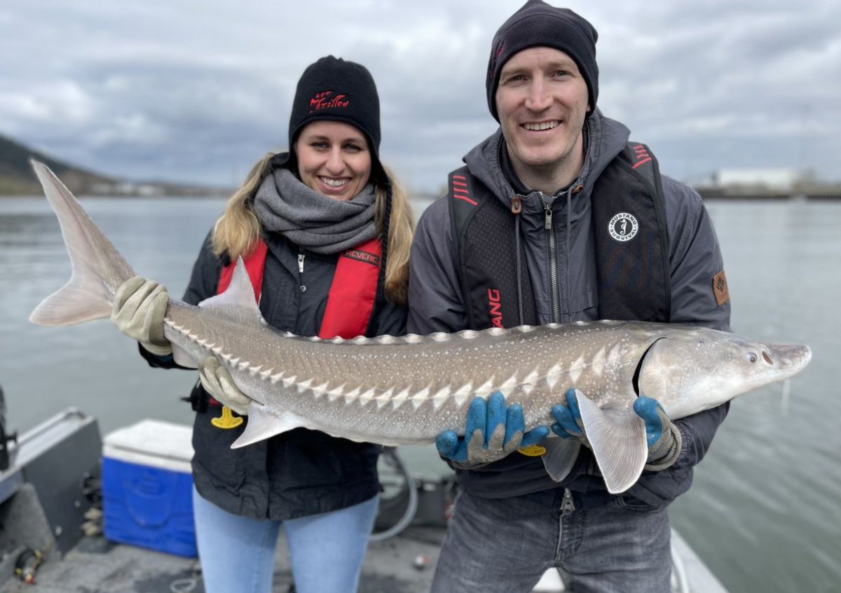 gofishanywhere's tweet photo. The Columbia and Willamette rivers support a thriving Sturgeon population in Portland, OR. If you still haven't crossed this prehistoric species from your bucket list, fishing with Capt. Ken is a good place to start!

 ➡️  https://t.co/TfY4fc8wRQ https://t.co/sJJbqEq6vq