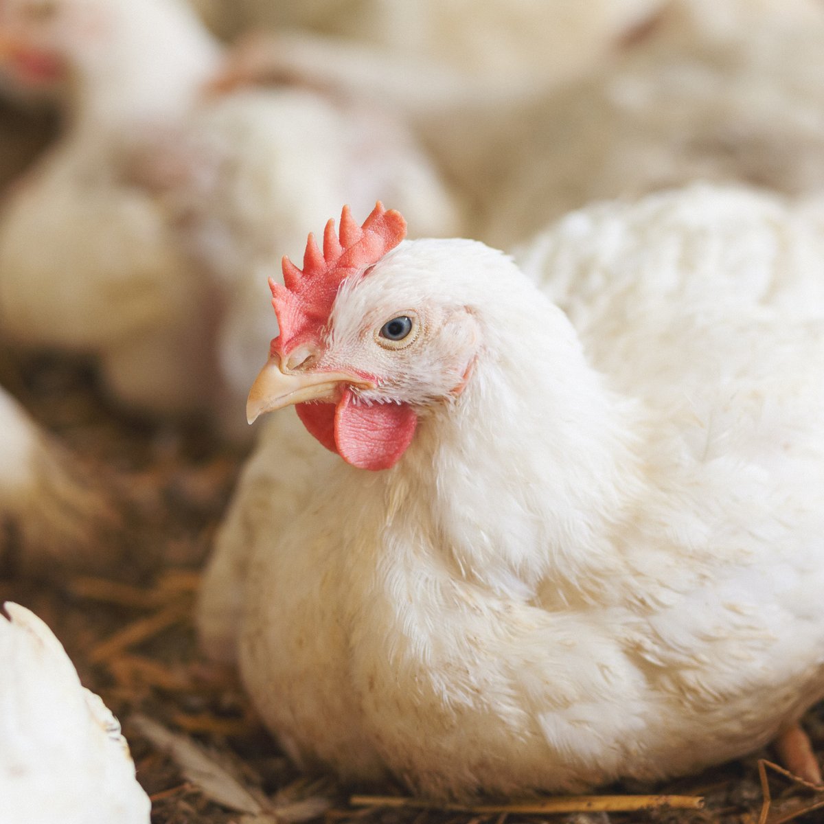 How healthy are your animals? It's impossible to be certain if you're relying just on visual cues. Remove the guesswork and know for sure. #PoultryHealth #Poultry