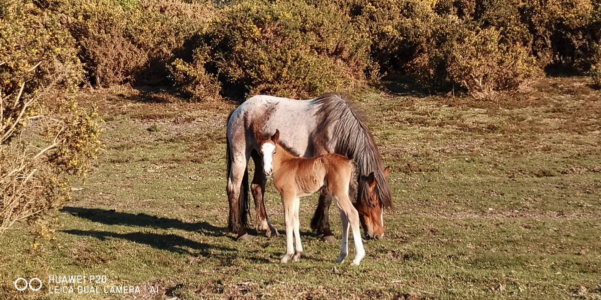 It was lovely to see the twins so excited this evening after spotting their first foal of the year. A lovely Rushmoor filly.

#keepyourdistance
#NewForest
#NewForestPony