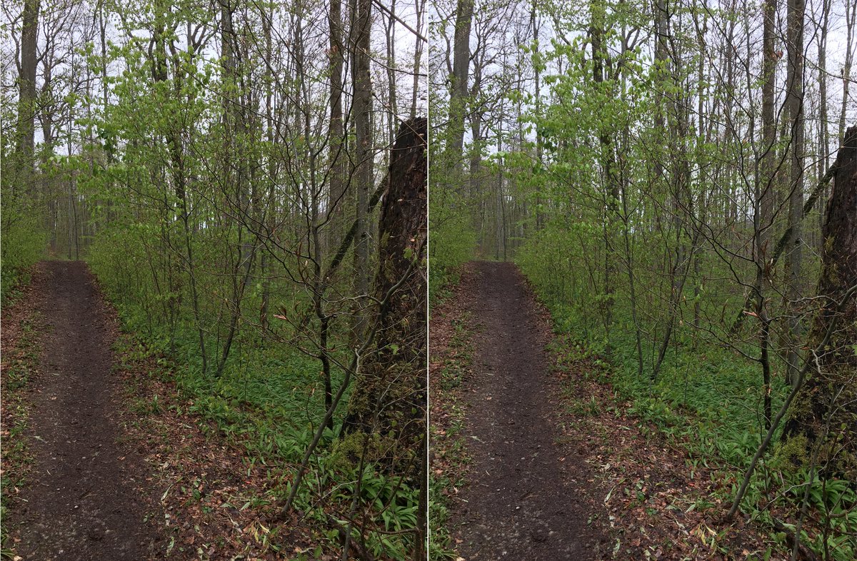  #waldszenen 20210506Browse this thread to see the same forest spot change from day to day ... Double mounts are  #3D. Read on to test this experience:  https://twitter.com/mweiss_tue/status/1373970623739879425?s=20