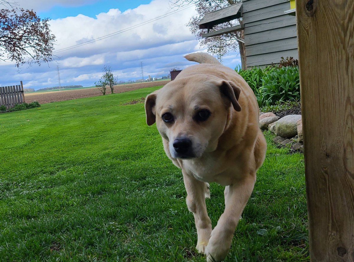 I'm grateful for my girl Tonka, 12.5 years by my side. She may be a little slower but she is still a puppy to me❤🐶🐕❤ #ThinkingThursday @natashastas @WeTheShores @Nantyr_News @NantyrGuidance @SCDSB_Schools #MentalHealthWeek pic.twitter.com/MMqIvyCqlp pic.twitter.com/lowDlcHUSX