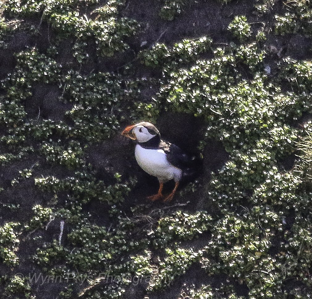 Puffin, that is all! #RSPB #southstack #Anglesey #puffin