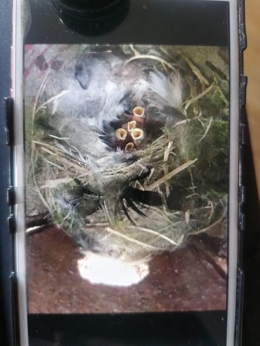 Sophie Edwards tweet media