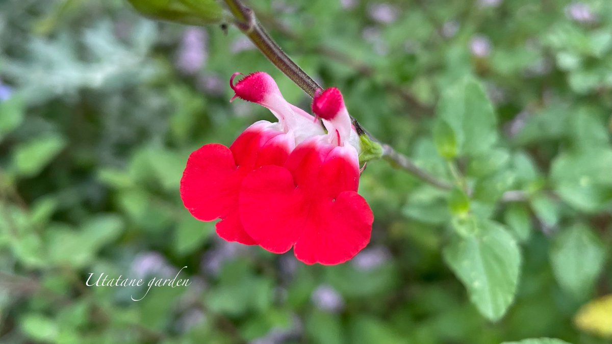 奥山シゲル (MCShigeru) Twitter