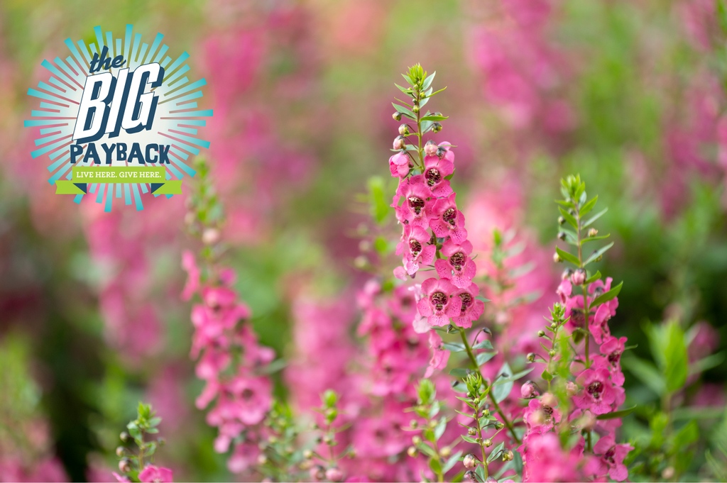Time is running out to donate during @CFMT’s #BigPayback!⏰

With your help, Cheekwood can continue to serve the community as a place of beauty, renewal and wonder.

Help us #KeepCheekwoodBlooming by donating before 6 PM!🌺

cheekwood.org/keep-cheekwood…