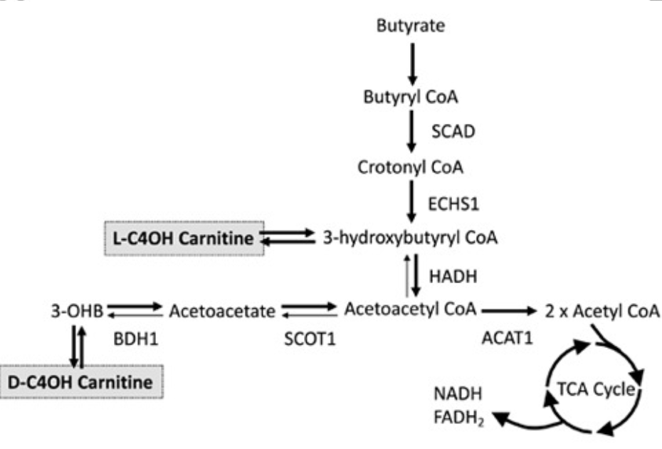 Circulation (@circaha) on Twitter photo In the failing heart, short chain fatty acids (SCFA) are more readily oxidized than ketones & represent an unexplored source of energy production. Read more: ow.ly/moXN50EEwPH #AHAJournals <a href="/DougLewandowski/">Doug Lewandowski</a> In the failing heart, short chain fatty acids (SCFA) are more readily oxidized than ketones & represent an unexplored source of energy production. Read more: ow.ly/moXN50EEwPH #AHAJournals <a href="/DougLewandowski/">Doug Lewandowski</a>