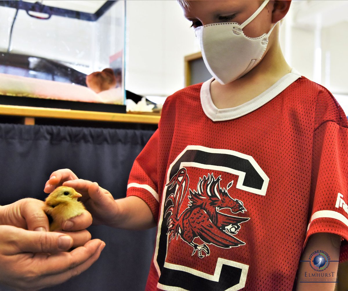 ElmhurstD205's tweet image. After eagerly counting down the days, students at @MadisonD205 had the opportunity to meet their newly hatched chicks this week! #IgniteD205