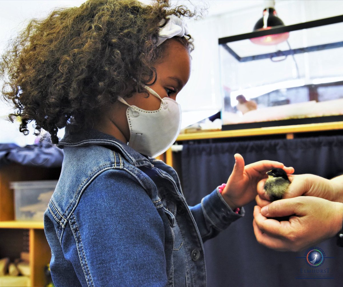 After eagerly counting down the days, students at <a href="/MadisonD205/">Madison EC 205</a> had the opportunity to meet their newly hatched chicks this week! #IgniteD205