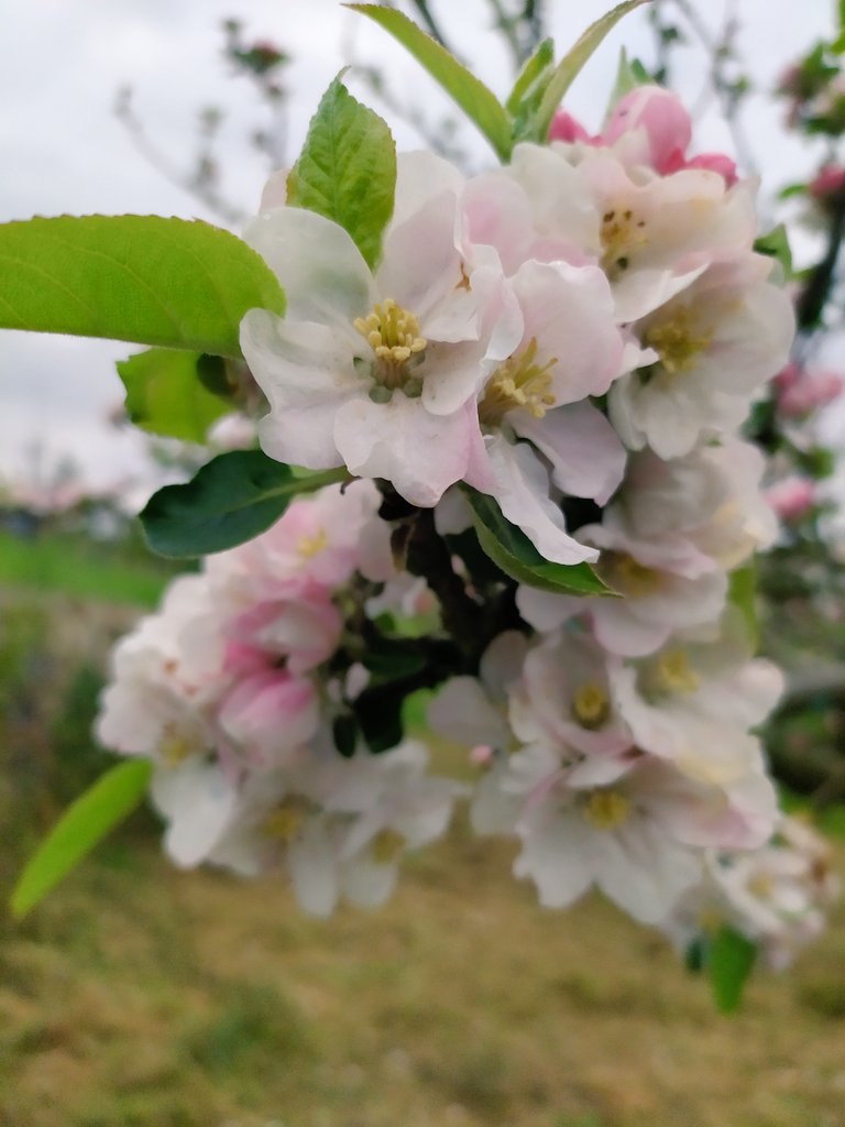 Aqui en #Asturias estamos asi.
#floriardelpumar
<a href="/TurVillaviciosa/">Turismo Villaviciosa</a> <a href="/TurismoAsturias/">TurismoAsturias</a> <a href="/GijonTurismo/">Visita Gijón/Xixón</a> <a href="/asturascluster/">Clúster de Turismo Rural de Asturias (ASTURAS)</a> <a href="/SidraturismoAst/">Sidraturismo Asturias</a> <a href="/SidraDasturias/">DOP Sidra de Asturias</a> <a href="/asturiasinfocom/">asturiasinfo</a> <a href="/AsturiasTb/">AsturiasTB</a> <a href="/mundusidreru/">Mundu Sidreru TPA</a> <a href="/ProductosAqui/">Productos de Aquí</a> <a href="/SerAsturianu/">Ser Asturianu</a> <a href="/Comarcasidra/">Comarca de la Sidra</a> <a href="/poligonoparcela/">@PoligonoyParcela</a> <a href="/consumesano/">Consumesano</a> <a href="/_saborapueblo/">Con Sabor a Pueblo</a>