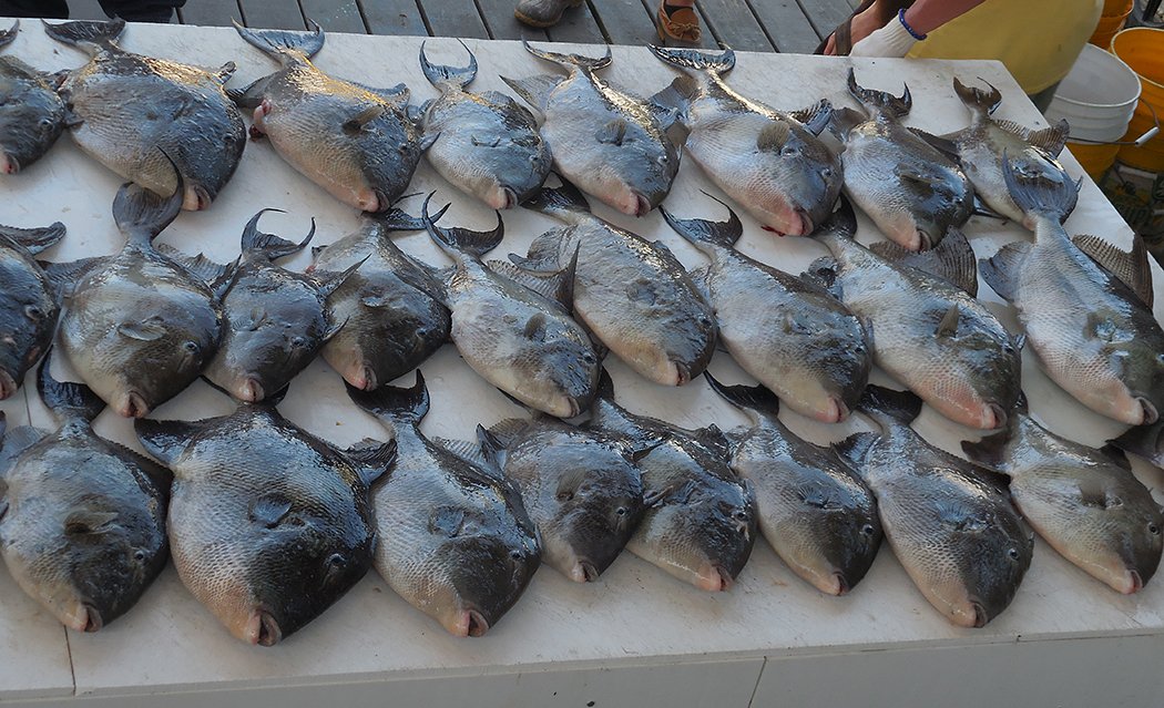 VisitALBeaches's tweet photo. RT @ReelSurprise: 1 more month of #Triggerfish (season ends May 31). Why not #reserveyourcharter? #orangebeachfishing #orangebeachcharters #OrangeBeachFish #shareyourfishingphotos #reelsurprisecharters #customizedcharters #familyfishing #alabamagulfcoast https://t.co/07IwFiSnbU