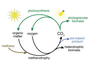 LBE_INRAE's tweet photo. 2/2 PhD position in microbial ecology available at LBE! Ecological engineering and maintenance of methanotrophic photogranules facing invasion of allochthonous microorganisms. Get in touch if interested! https://t.co/Ynd94uQM0t https://t.co/jl6jN51bXv