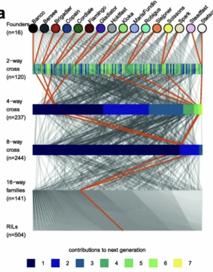 The 16-founder NIAB Diverse MAGIC wheat population, out today <a href="/GenomeBiology/">Genome Biology</a> 🌱

genomic&amp;trait data available at genomebiology.biomedcentral.com/articles/10.11…

germplasm at <a href="/niabgroup/">Niab</a> 

congrats to all involved!@mscott0106 <a href="/nickfradgley/">Nick Fradgley</a> <a href="/Funmielad/">Funmi Ladejobi</a> <a href="/AlisonRBentley/">Alison Bentley</a> <a href="/breederphil/">HowellP</a> <a href="/IanJMackay/">Ian Mackay</a> <a href="/RichardMott7/">Richard Mott</a>
