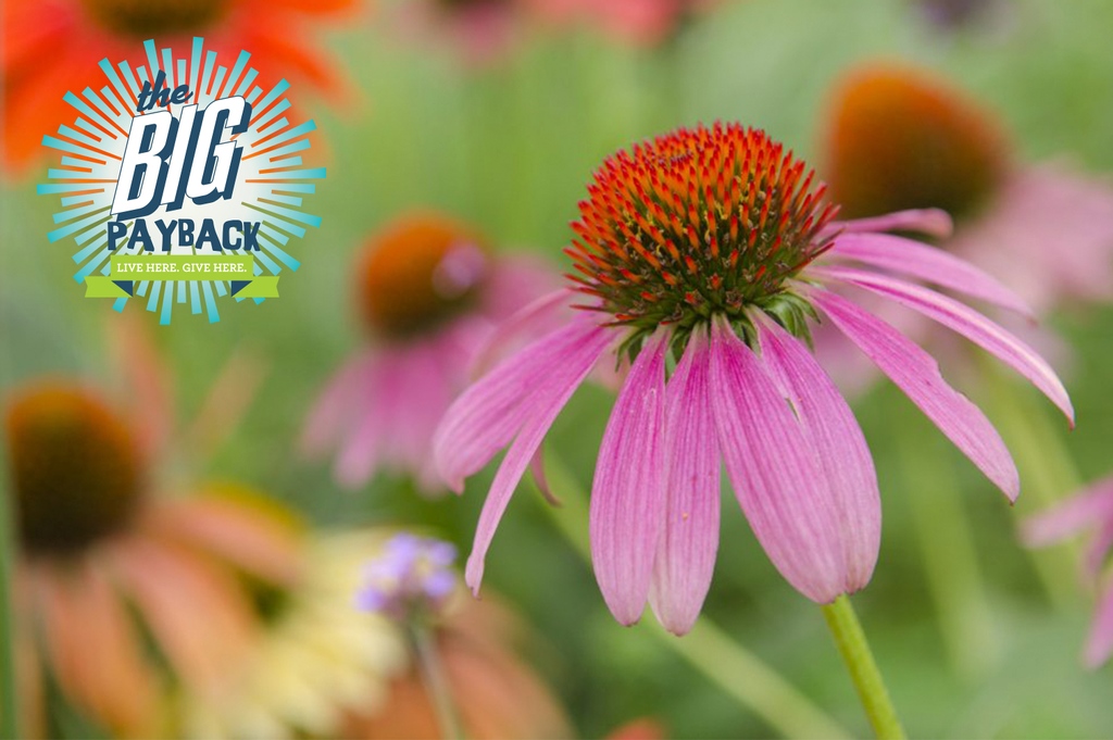 For more than 60 years, Cheekwood has served Nashville as a place of joy and solace!🍃

Help #KeepCheekwoodBlooming for years to come by donating today during @CFMT’s #BigPayback.

Make your donation before 6 PM at the link below!⏰

cheekwood.org/keep-cheekwood…