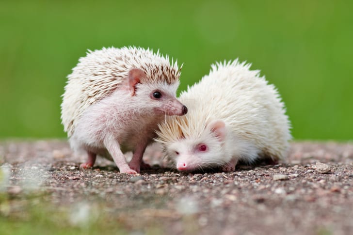  #Hedgehog fact #4There are 17 different species of hedgehog, non of which ar native to the Americas. Australia also has no indigenous hedgehogs; the hedgies in New Zealand were introduced by humans.  #hedgehogweek