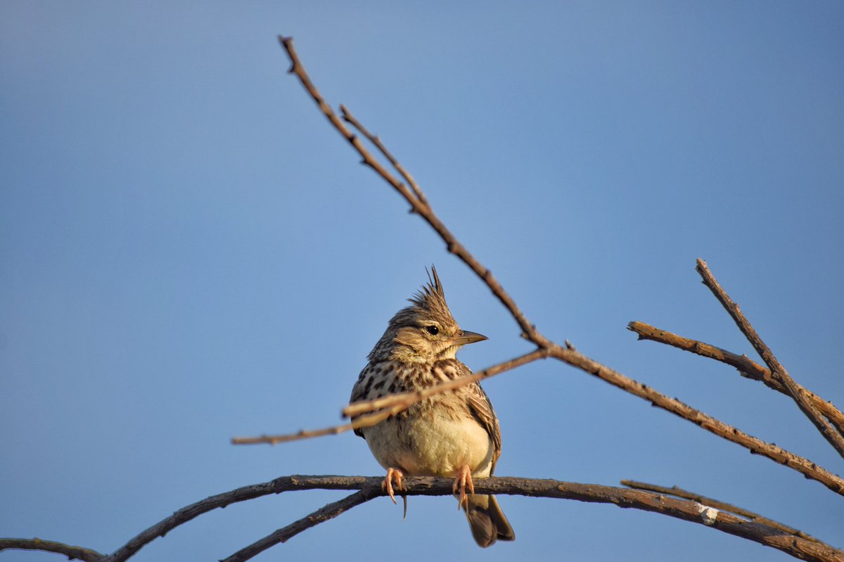 Coguta o cogujada común (Galerida cristata) 🐦 #birds #spain #extremadura #aves #nikon #birding #birdwatching #nikonmea #nature #biology #naturephotography #wildlife #ornitology #birdlife #natgeo #birdlovers #nikkor #instamoment #discovery