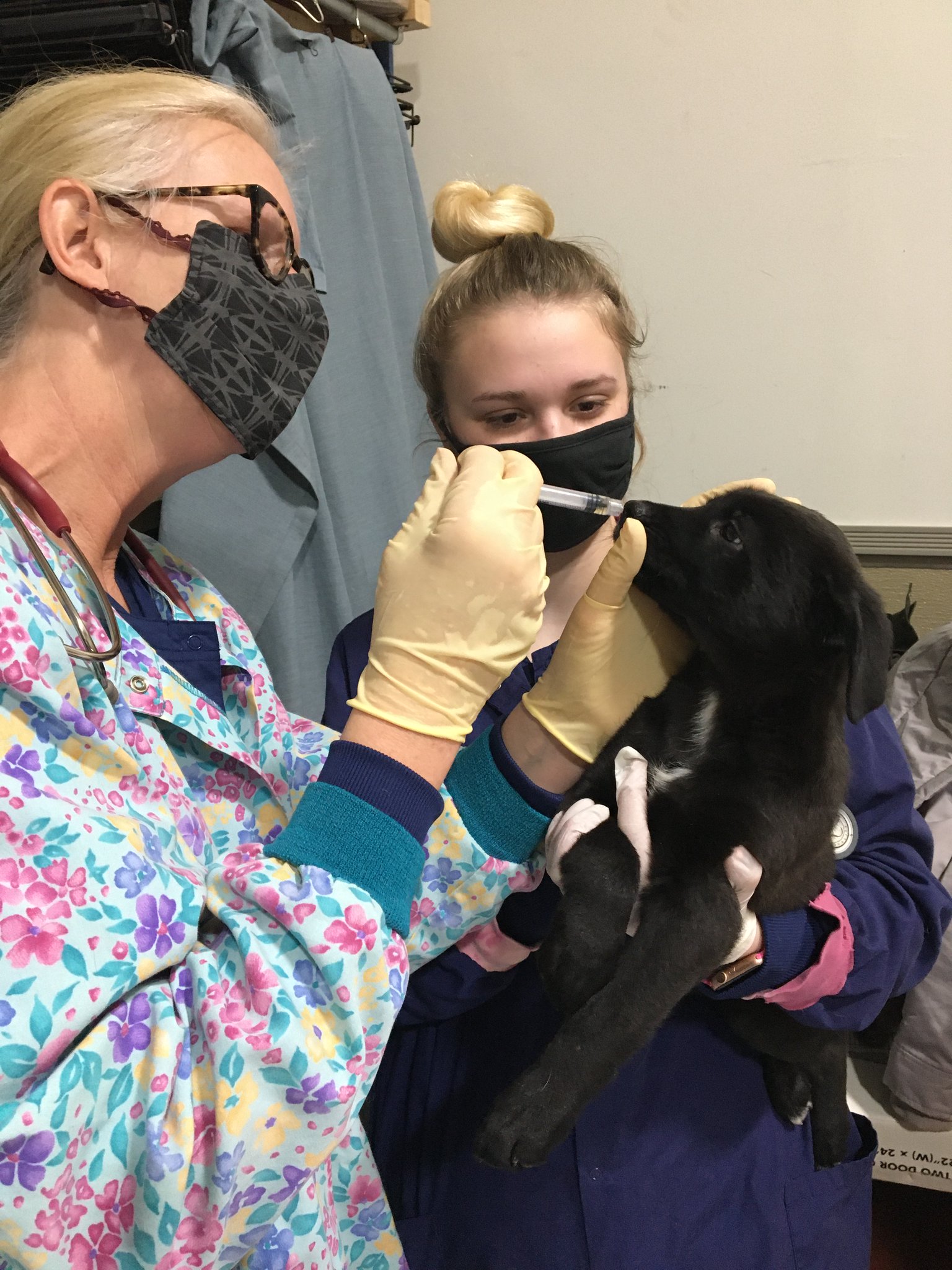 JolietJuniorCollege on Twitter "Students in the Small Animal Nursing