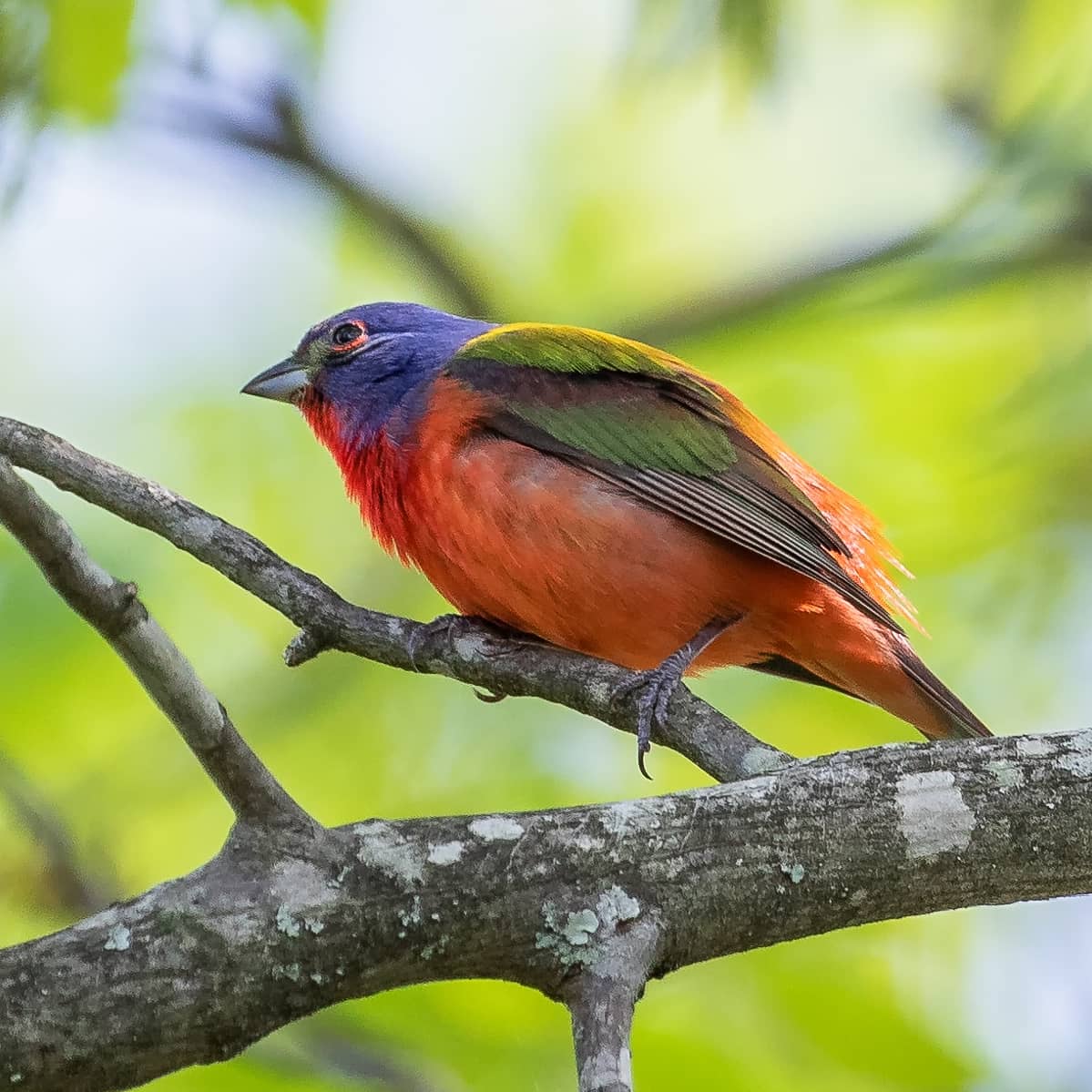 One of spring's prettiest birds, the painted bunting, showed up briefly. #arkansas #nature #spring #bird #paintedbunting #birdphotography #birdwatching