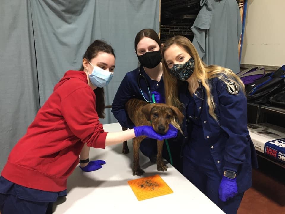 JolietJuniorCollege on Twitter "Students in the Small Animal Nursing