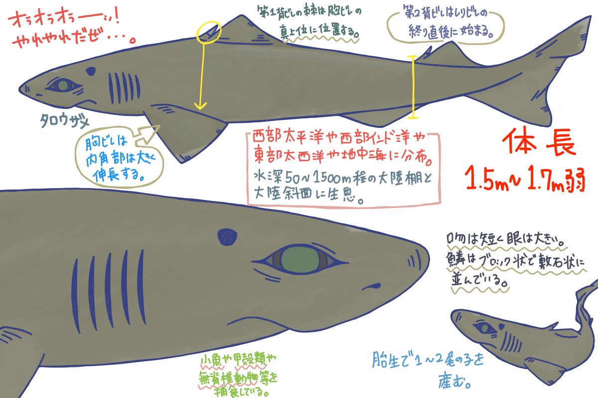 めかぶのサメ紹介2 めかぶのサメ紹介2