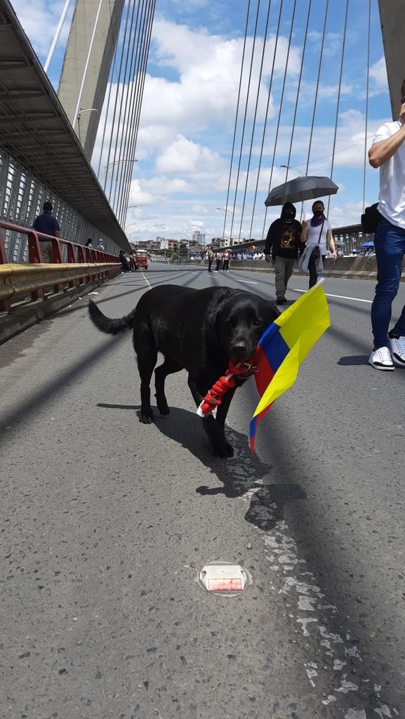 whoisafp's tweet photo. Te amo mucho ✨perrito patriota✨ https://t.co/uWjwNp4i4R