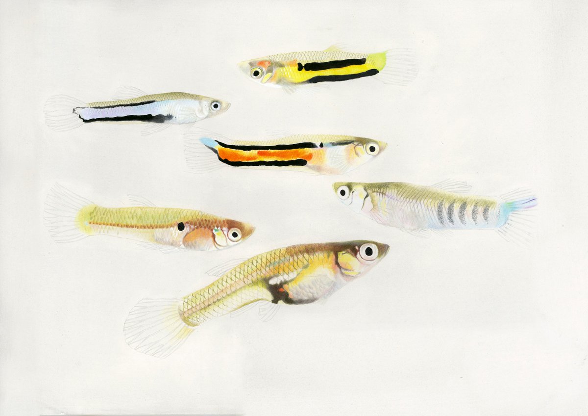 Judith Mank (@judithmank) on Twitter photo Very happy to see this out <a href="/NatureEcoEvo/">NatureEcoEvo</a> ! Beautiful work by <a href="/EvoEcoAquatics/">Ben Sandkam</a> on the five Y chromosomes of Poecilia parae. rdcu.be/cj6ze Thanks to <a href="/ERC_Research/">European Research Council (ERC)</a>, and <a href="/IDarolti/">Iulia Darolti</a> <a href="/Xen_Ben/">Benjamin Furman</a> <a href="/_Axeman_/">Wouter van der Bijl</a> <a href="/felixbreden/">Felix Breden</a> and other non-twits! Very happy to see this out <a href="/NatureEcoEvo/">NatureEcoEvo</a> ! Beautiful work by <a href="/EvoEcoAquatics/">Ben Sandkam</a> on the five Y chromosomes of Poecilia parae. rdcu.be/cj6ze Thanks to <a href="/ERC_Research/">European Research Council (ERC)</a>, and <a href="/IDarolti/">Iulia Darolti</a> <a href="/Xen_Ben/">Benjamin Furman</a> <a href="/_Axeman_/">Wouter van der Bijl</a> <a href="/felixbreden/">Felix Breden</a> and other non-twits!