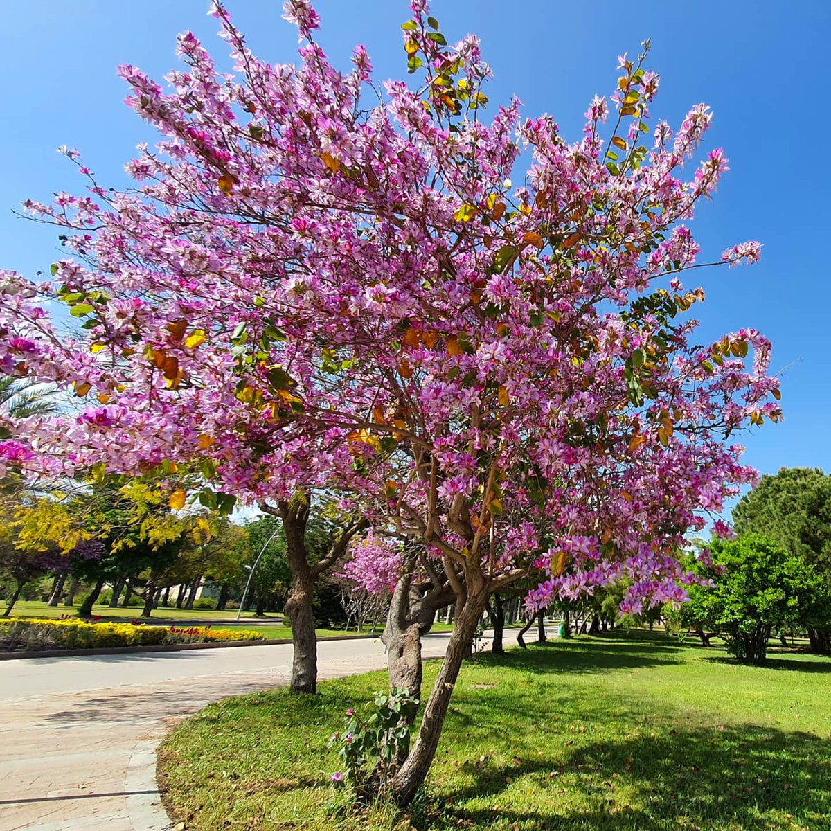 Kampüsten...
🌸🌺🌸
#akdenizuniversity
#facultyoffinearts
#akdenizüniversitesi
#güzelsanatlarfakültesi #quarantinediaries 
#ʟᴏᴠᴇɴᴀᴛᴜʀᴇ @Akdenizun @AkdenizUnivGSF @drsibelpasaoglu