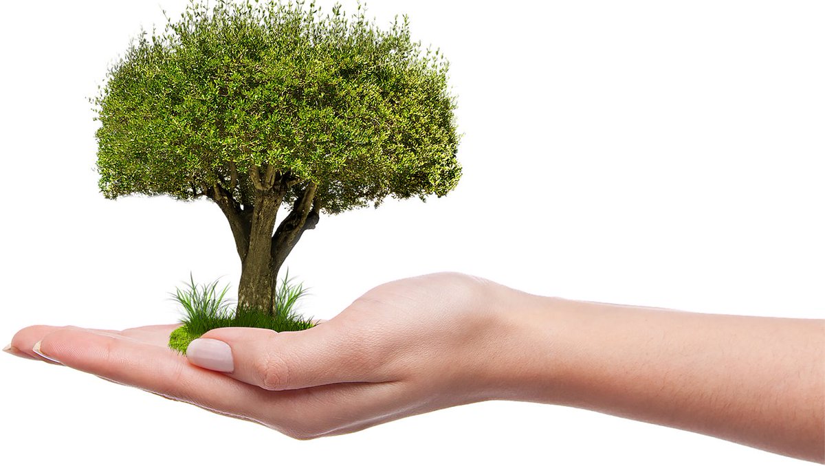 RycobM's tweet photo. Today is #ArbourDay! Your company can grow like a mature tree when you invest in the #DigitalEconomy with #Rycob! #WebDevelopment #SocialMediaManagement #DesignServices #SEO #MadeInAlberta #ygf #yyc https://t.co/hk4nbQUu8K