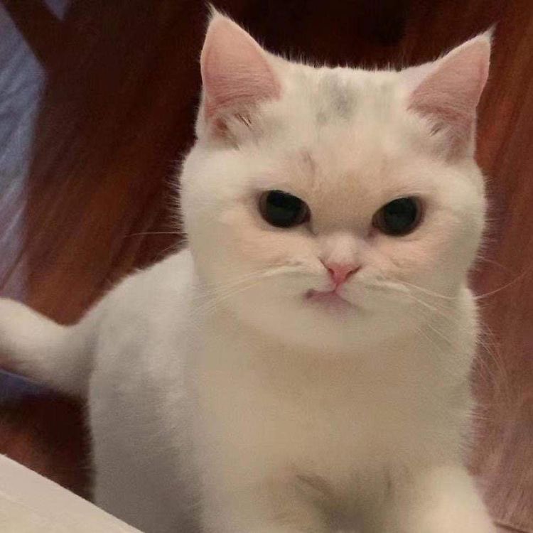 🤧
