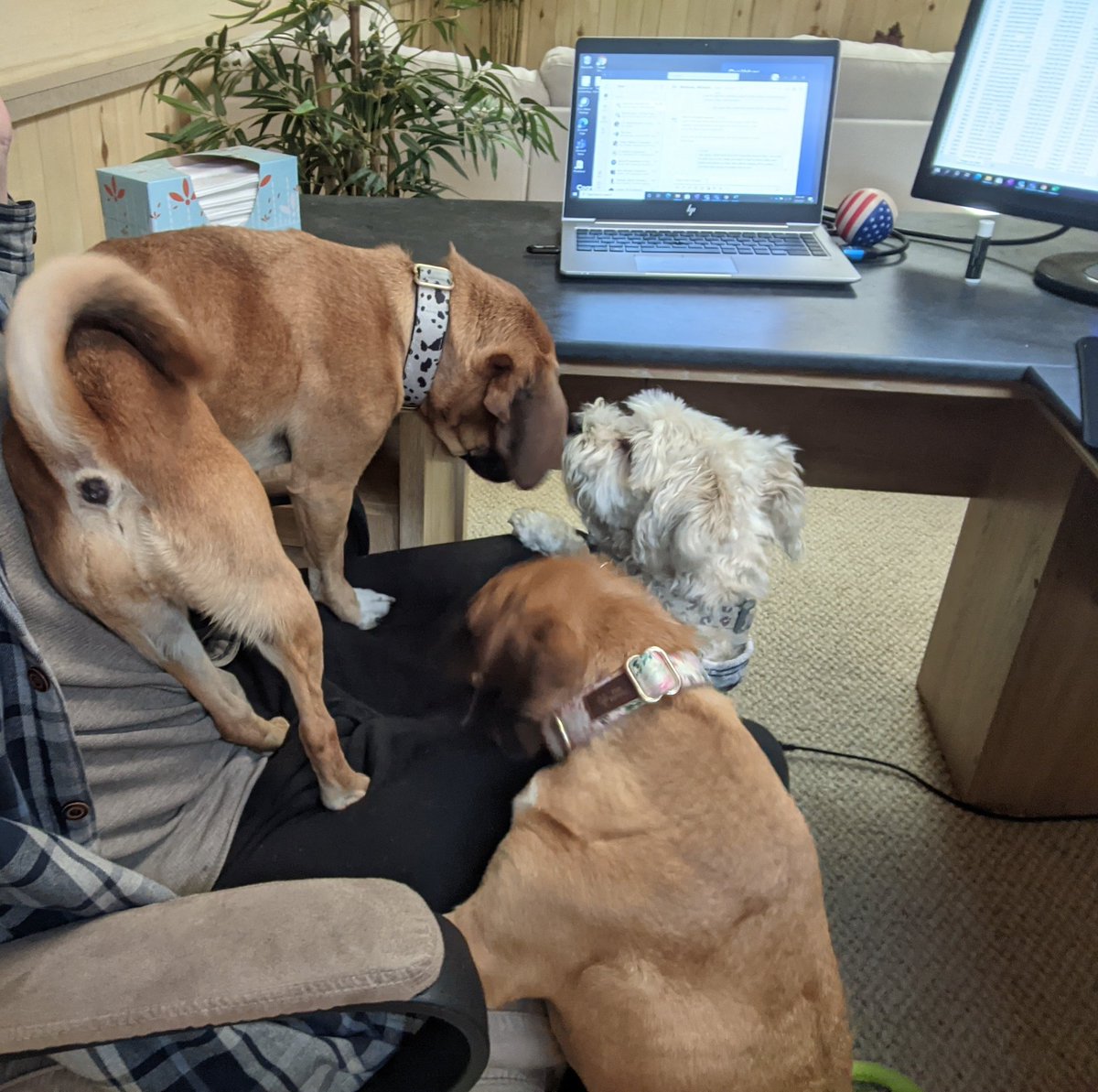FinPhilosopher's tweet photo. How's your work day going? #RoverLife
Getting paid today:
9-5
Dog sitting
Stock appreciation
Home appreciation
👌 https://t.co/gyjAegmcjo