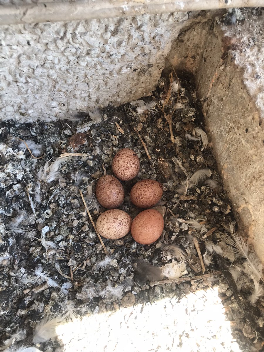 Mis niños volvieron quinta generación estoy felizzzz