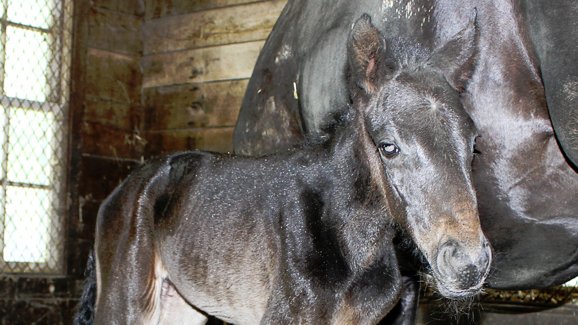 Hanover Shoe Farms tweet media