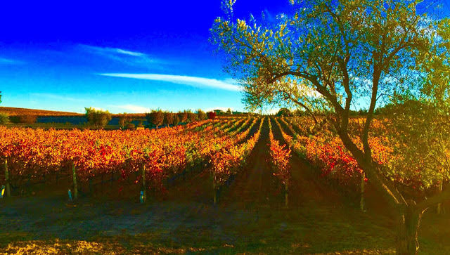 Sculpterra Winery (@sculpterrawine) on Twitter photo SCULPTERRA #WINERY AND SCULPTURE GARDEN “The Legacy of #Wine in #California” (Thank You So Much Keys 2 the Coast!) keys2thecoast.com/sculpterra-win… <a href="/Keys2theCoast/">Keys 2 the Coast</a> #winetravel #winetasting #californiawine #pasorobles SCULPTERRA #WINERY AND SCULPTURE GARDEN “The Legacy of #Wine in #California” (Thank You So Much Keys 2 the Coast!) keys2thecoast.com/sculpterra-win… <a href="/Keys2theCoast/">Keys 2 the Coast</a> #winetravel #winetasting #californiawine #pasorobles