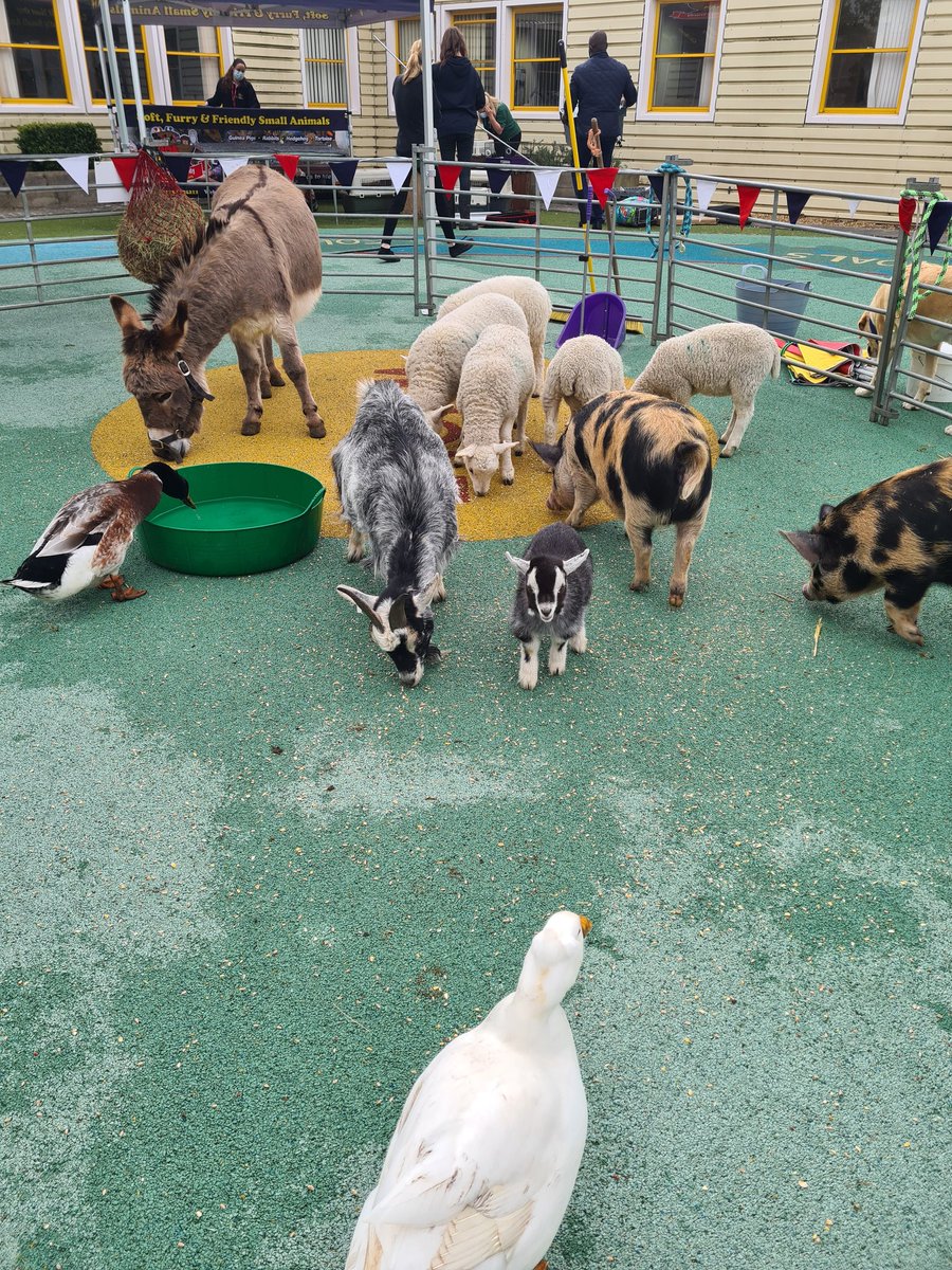 MeganTheOT's tweet photo. Best day at work cuddling Farm animals, staff wellbeing day was definitely a success. Enjoyed by staff and patients. Thanks to @samjfordham for organising https://t.co/5YQ10fu4ry