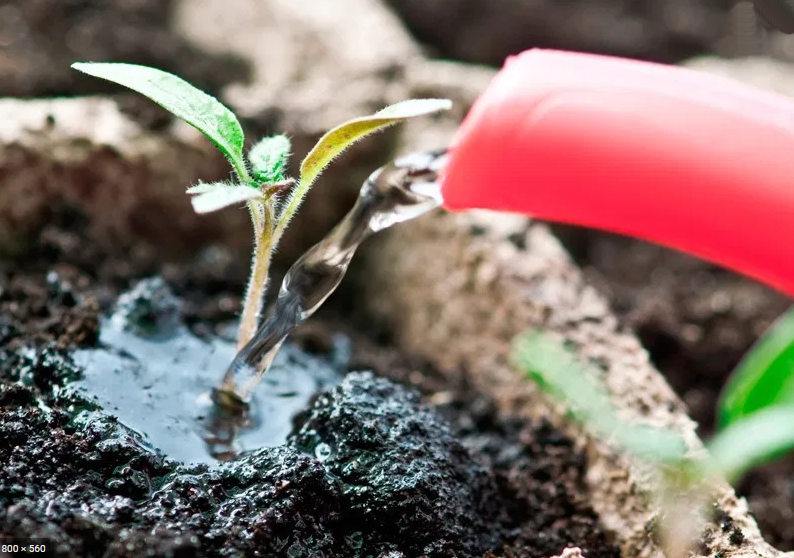 пикирование рассады перца. подкормить рассаду томатов после пикировки. подкормка перцев после всходов. полив рассады цветов. пикировка бархатцев.