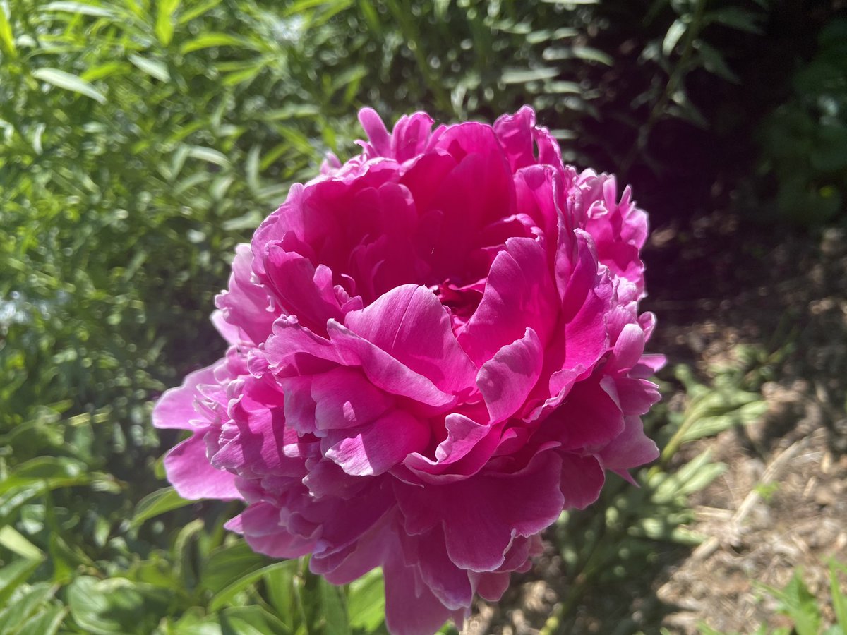 Giving flowers as a gift is always wonderful, but being surrounded by beautiful and exotic flowers and plants ALL YEAR ROUND is even better! 🌷🌸🌺

Give the gift of membership this #MothersDay! Get 15% OFF May 7-16! buffalogardens.com/products/go-pu…