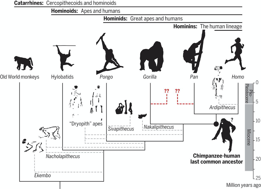 Early hominins likely originated in Africa from a Miocene LCA that does not match any living ape - fossil apes remain essential to reconstruct the “starting point” from which humans and chimpanzees evolved science.sciencemag.org/content/372/65…